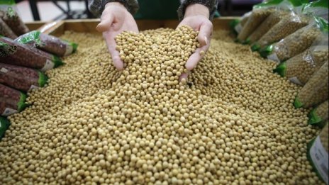 НПО: Над половината фуражи съдържат ГМО заради влаганата соя 