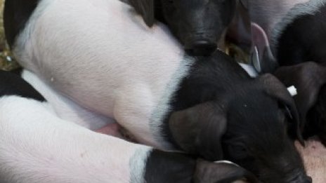 ЕС с наказателни мерки заради нарушения при отглеждането на прасета