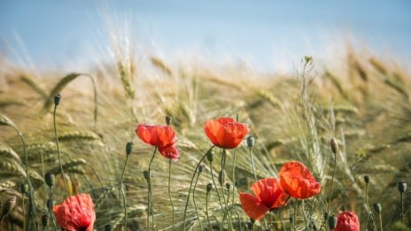 Необходим е нов закон за земеделските кооперации, заяви Явор Гечев