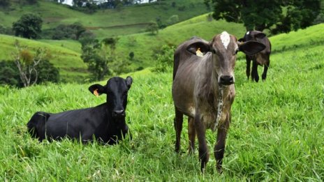 Българо-китайска мандра ще се изгражда край Момчиловци