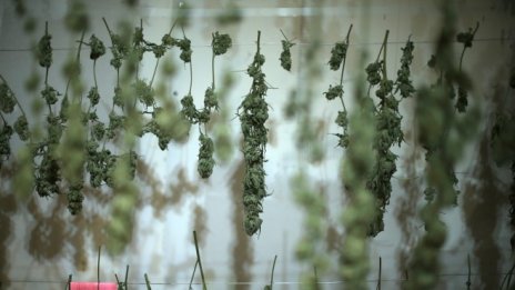 Нова наредба ще определя условията за отглеждане на канабис за храна и фураж