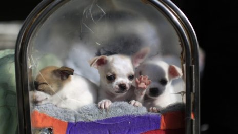 Временното гледане на кучета - нова стъпка в икономиката на споделянето