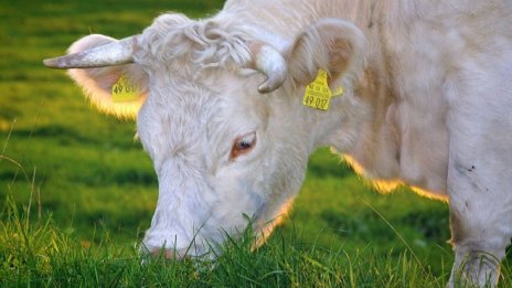 Произведената селскостопанска продукция в ЕС се свива с 2,8% през 2016 г.