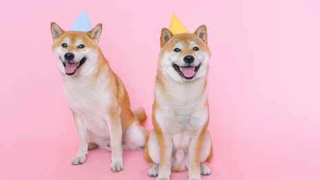 С капитализация от 140 млрд. долара мемекойните пускат дълбоки корени в криптоикономиката