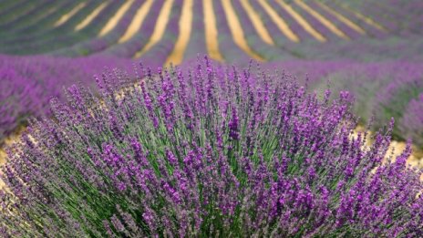 Пазарът на билки в България надхвърля 15 млн. евро