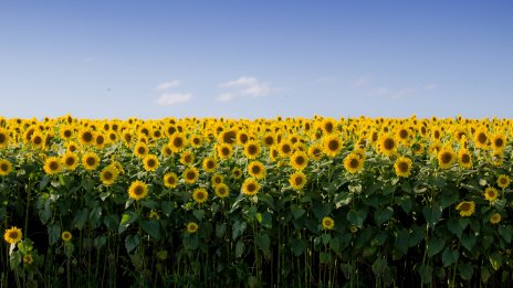 Яни Янев: Има спад поне с 30-40% в производството на олио