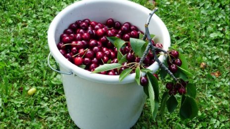 Инспекцията по труда предлага еднодневните трудови договори да станат електронни