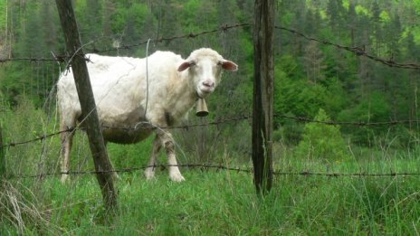 Над 3 700 фермери кандидатстват с проекти за финансиране на  малки стопанства