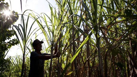Недостигът на захар поставя на изпитание производителите на кубински ром