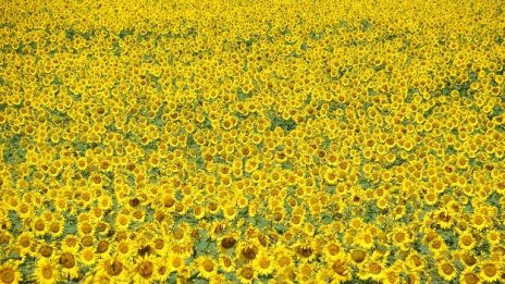 Порожанов призова фермерите за обща позиция по силен бюджет на ОСП след 2020 г.