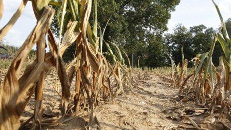 САЩ предупреждават, че сушата ще тласне нагоре цените на храните през 2013 г.