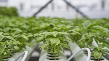 Зеленчукопроизводителите сами ще избират как да им се помогне заради пандемията