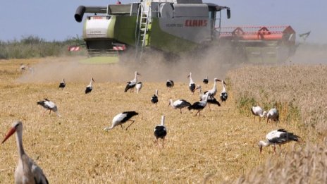 "Шарена картина" при добива и качеството на зърното