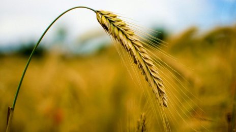 Продължава поскъпването на зърнените култури на световните борси