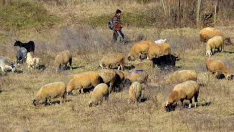 Подновява се търговията с животни между България и Турция