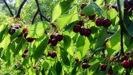 Фермери и търговци на прясна продукция се събират на дебат в Стара Загора