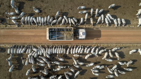 Защо Бразилия и Аржентина се очертават като победители в глобалната търговска война?