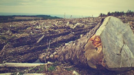 Финансовата индустрия е дала 119 млрд. долара на фирми, свързани с обезлесяване