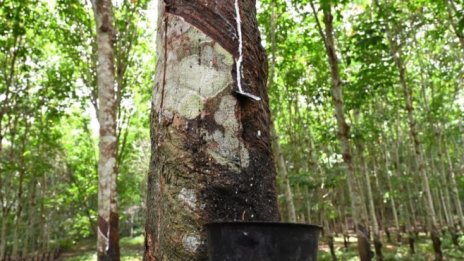 Ще може ли добивът на каучук да посрещне ръста в търсенето на защитни ръкавици