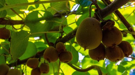 Как може да се стимулира пазарът на биопродукти в България?