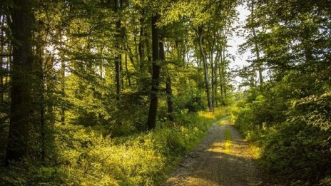 С 54% повече са заявленията за закупуване на малки горски имоти