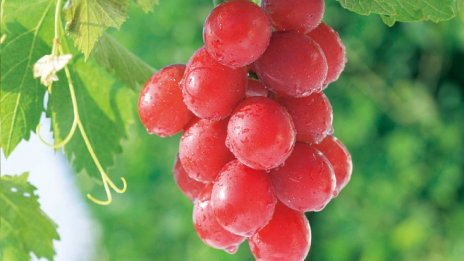 Японец даде 11 хил. долара за чепка грозде