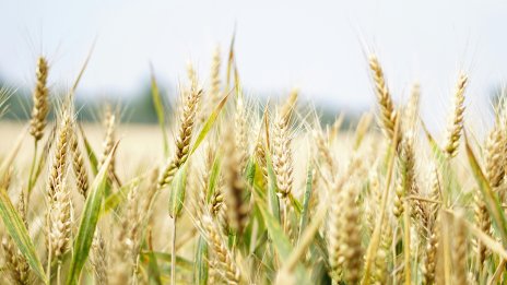 Повечето зърнени стоки поевтиняват за втора поредна седмица на световните борси