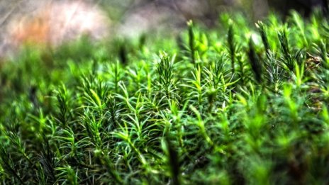 Над 4 хил. фирми за преработка на дървесина ще работят с електронни дневници