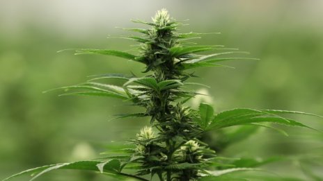 Защо летището в Лос Анджелис разреши марихуаната