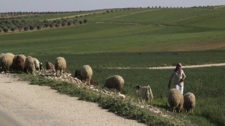 Санкциите заради чумата по дребните преживни животни се разширяват 