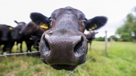 Разделена Европа не гледа по-далеч от носа си