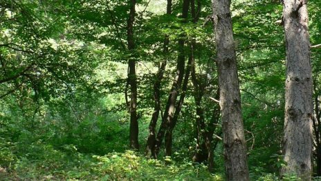 Износител: Мораториумът изтече и няма защо експортът на дървесина да е блокиран