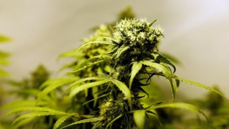 В България се гледа легално канабис на 1000 дка*