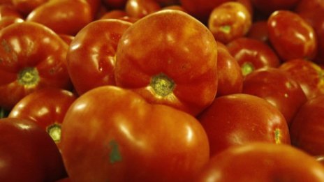 В Италия и Испания се отглеждат две трети от доматите в ЕС