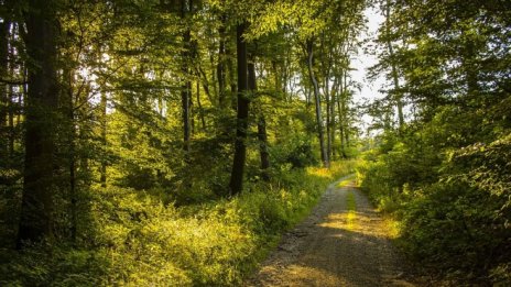 Лишаване от свобода до 6 години за незаконна сеч гласува на първо четене НС