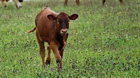 Частните ветеринари излизат на протест