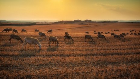 До края на седмицата ще бъдат преведени 455 млн. лв. зелени плащания