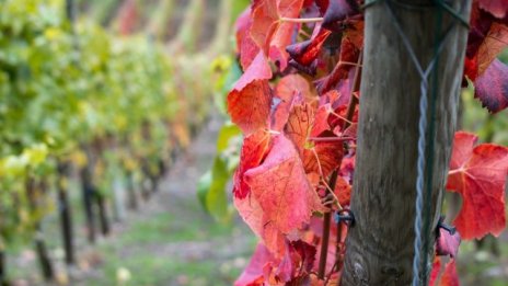 Производители: България вече се намира на световната винена карта