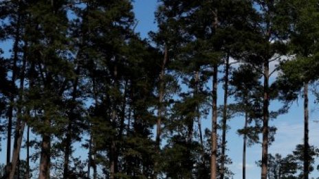 Новото жилищно строителство в САЩ е на най-високото си равнище от 2007 г. 