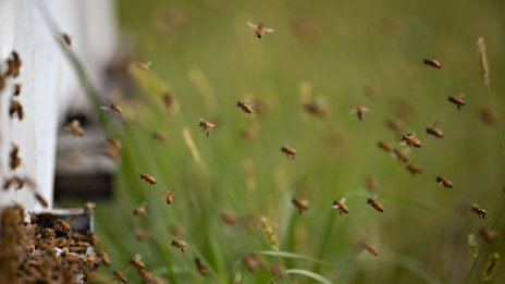 Кошерите в България се увеличават, но произведеният мед намалява