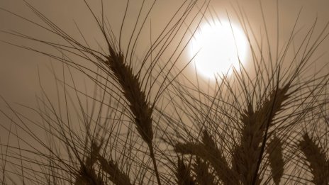 Русия може да се възползва от забраната за внос на украински храни в ЦИЕ