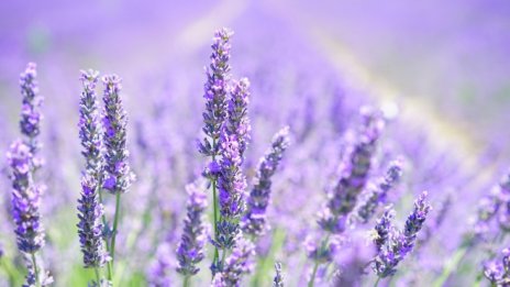 "Лавена" предостави 1 млн. лв. безлихвен заем на дъщерно дружество