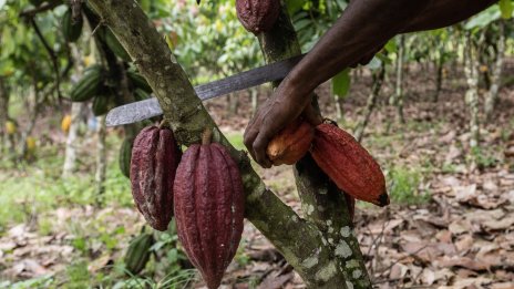 Шоколадът може да поскъпне още повече, ако реколтата в Африка е лоша