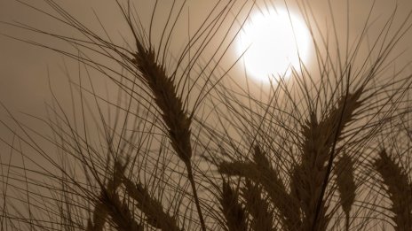 Запасите от пшеница в Русия са рекордни заради ограничен износ