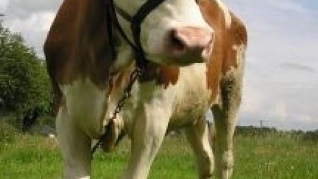 Пълен провал с подкрепата на малките ферми