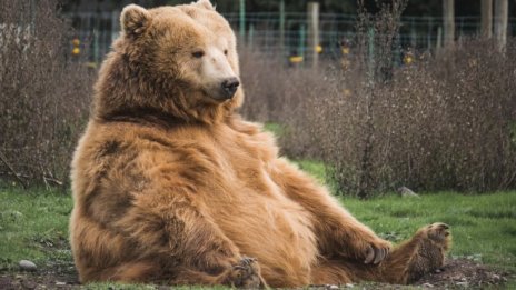 Мечият пазар: Колко ще е дълъг и къде е дъното?