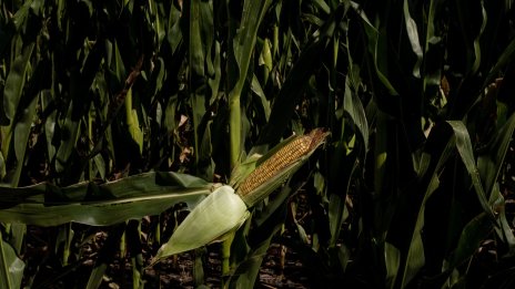 Световните цени на храните се понижават отново през юни