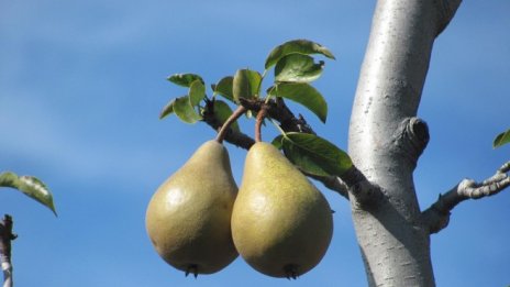 България е на пето място в ЕС по площ на градините с праскови