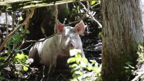 Месната индустрия в САЩ – заплашена от масово заразяване и липса на работна ръка