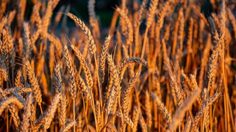 Пшеницата поскъпва умерено на световните борси през октомври